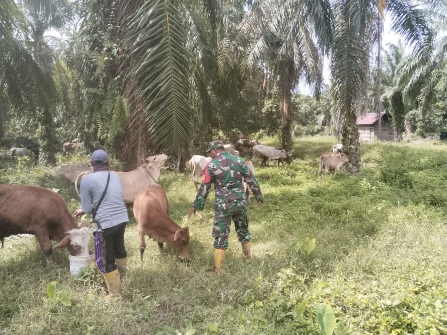 Cegah PMK, Babinsa Kubu Periksa 16 Sapi Milik Warga