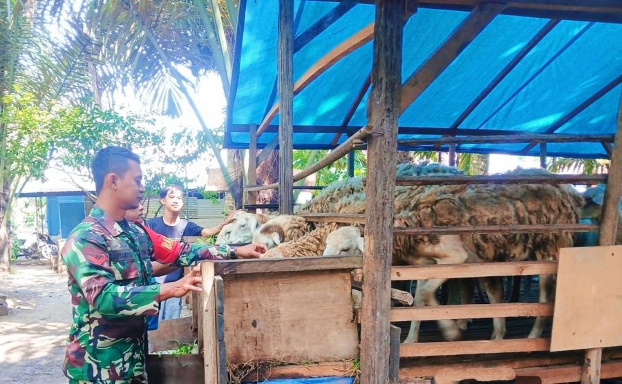 Cegah PMK, Kopda Cahyanto: Kegiatan Ini Merupakan Langkah Pencegahan PMK Diwilayah Teritorial Saya
