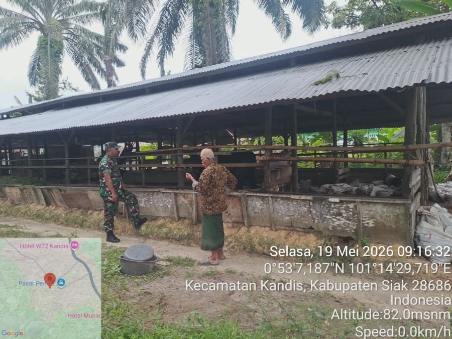 Cegah PMK Meluas, Sertu Andi Turun Langsung Dampingi Vaksinasi Ternak