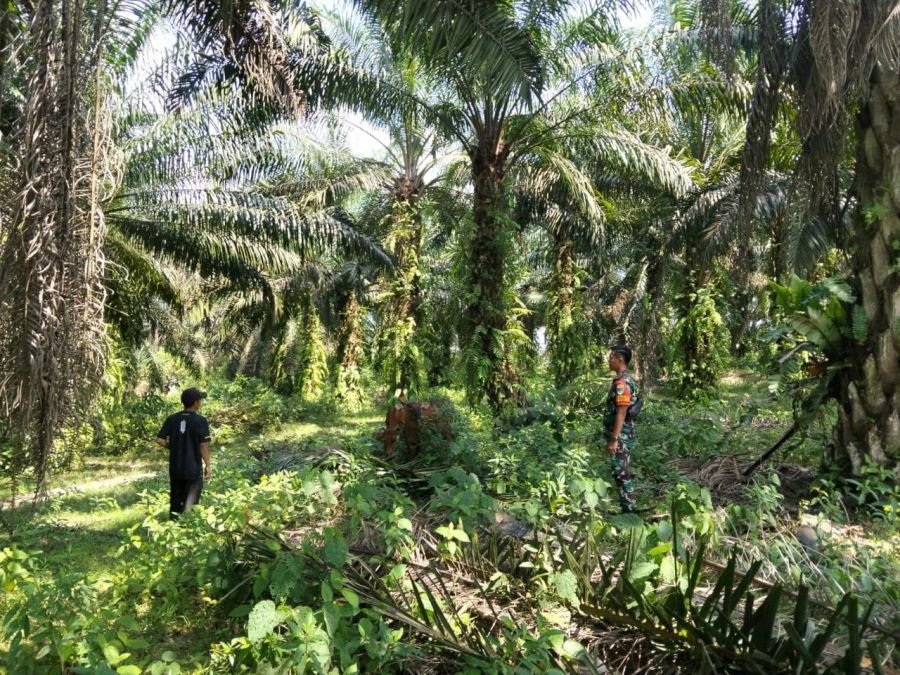 Cegah PMK, Pratu Dandy Zulfahmi Cek Kondisi Hewan Ternak Warga Teluk Pauh