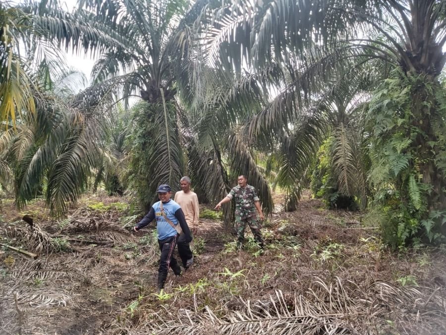Cegah Titik Api, Babinsa Koramil 04/Perawang Serda Deddy Patroli Bersama Warga di Kp Tualang