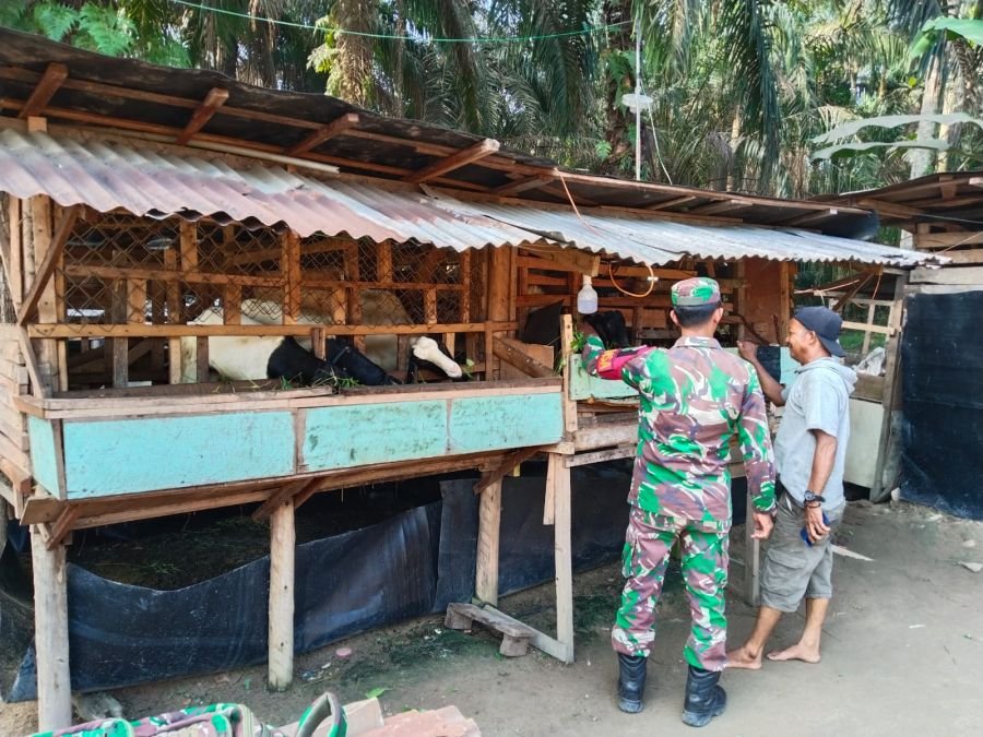 Cegah Wabah PMK, Babinsa Koramil 05/RM Sertu Legianto Rutin Pantau Ternak Warga di Kepenghuluan Sei