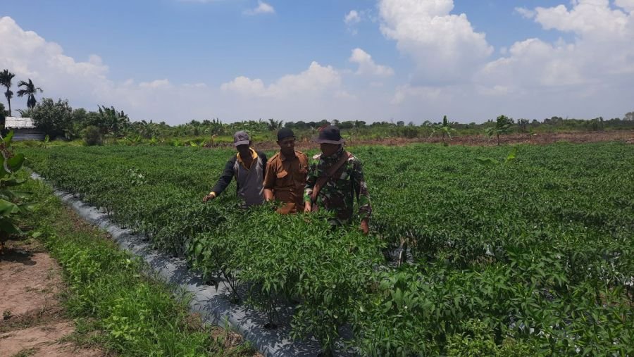 Cek Langsung Lahan Cabai, Babinsa Pastikan Produksi Stabil