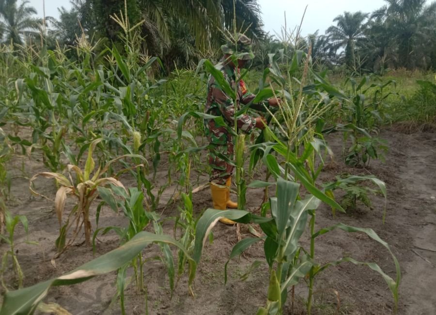 CEK PERTUMBUHAN TANAMAN JAGUNG, SERKA HANDOKO JAGA KEBERHASILAN DEMPLOT ECOPARK