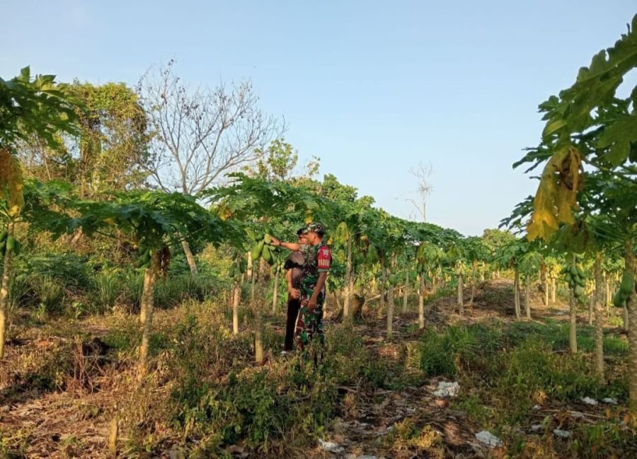 *Ciptakan Kemanunggalan TNI-Rakyat, Babinsa Koramil 07/Kampar Dampingi Petani Pepaya*