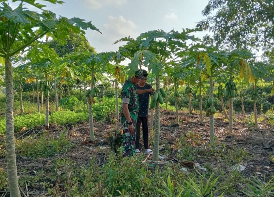 *Ciptakan Kemanunggalan TNI-Rakyat, Babinsa Koramil 07/Kampar Dampingi Petani Pepaya*