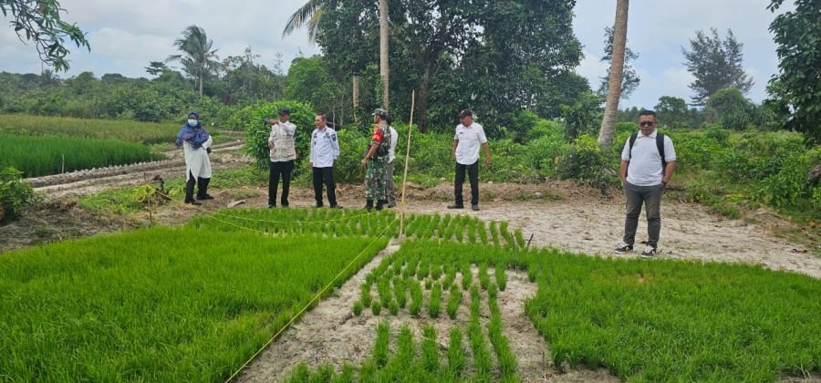 Dalam rangka mendukung program ketahanan pangan di wilayah binaan, Babinsa Koramil 06/Serasan Kodim