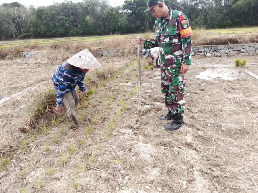 Dampingi Petani, Babinsa Koramil 01/Bangkinang Sertu Supriadi Turun ke Sawah Beri Motivasi Tanam Pad