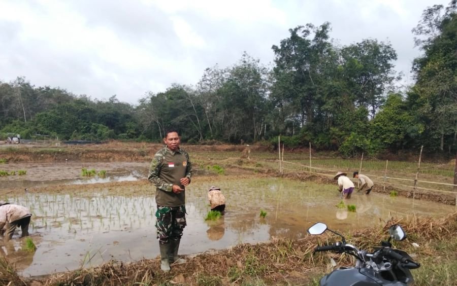Dampingi Petani di Desa Binaan, Babinsa Koramil 01/Bangkinang Kodim 0313/KPR Sertu Supriadi Turun La