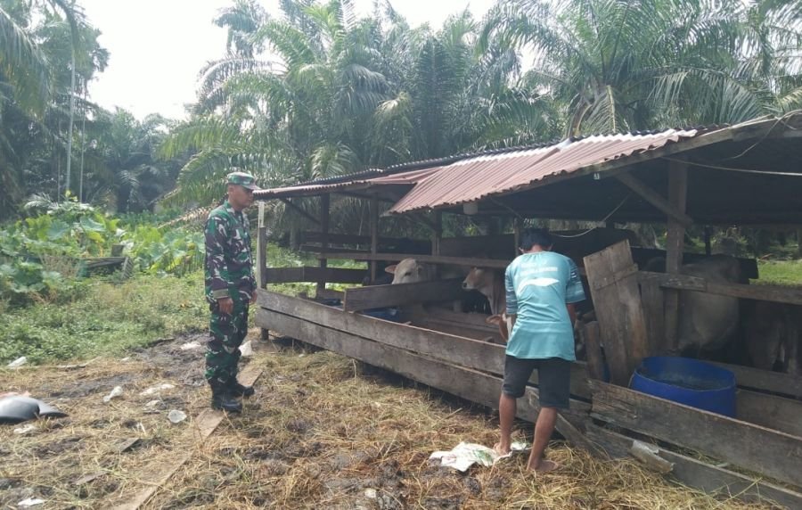 Dampingi Peternak Lokal, Babinsa Koramil 0321-01/Bangko Pantau Kondisi Fisik Sapi