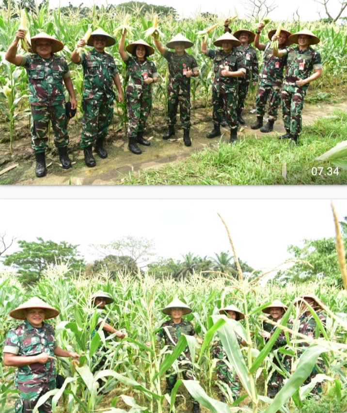 Danlanud Roesmin Nurjadin Panen Raya Jagung: Wujud Nyata Ketahanan Pangan