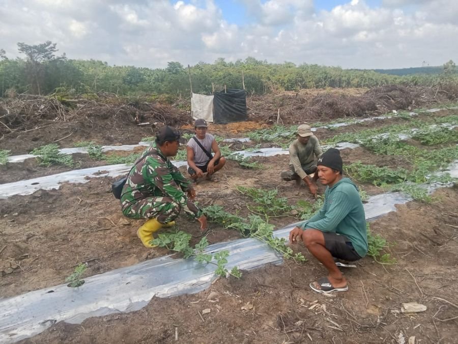 Danpos Koramil Langgam Dampingi Petani Semangka, Perkuat Ketahanan Pangan
