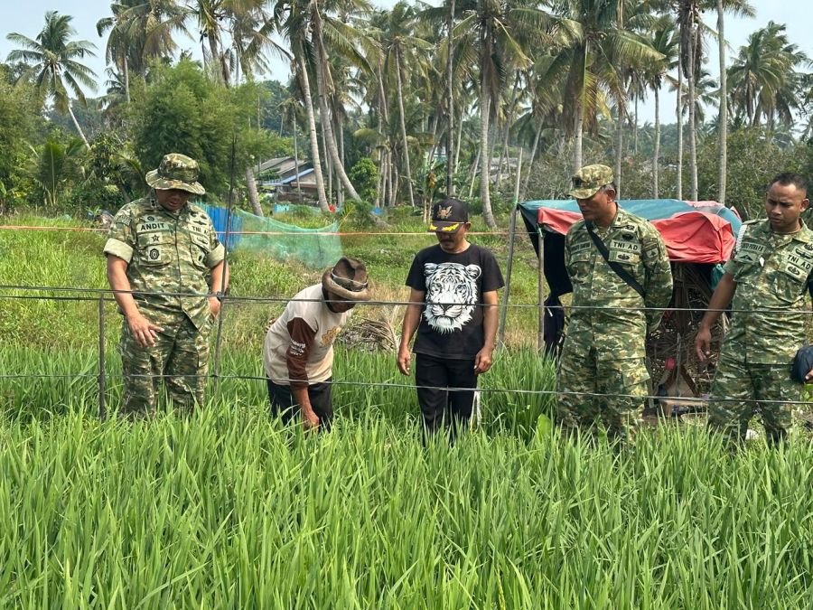 Danramil 04/Tebing Dampingi Dandim Tinjau Padi, Dorong Ketahanan Pangan Karimun