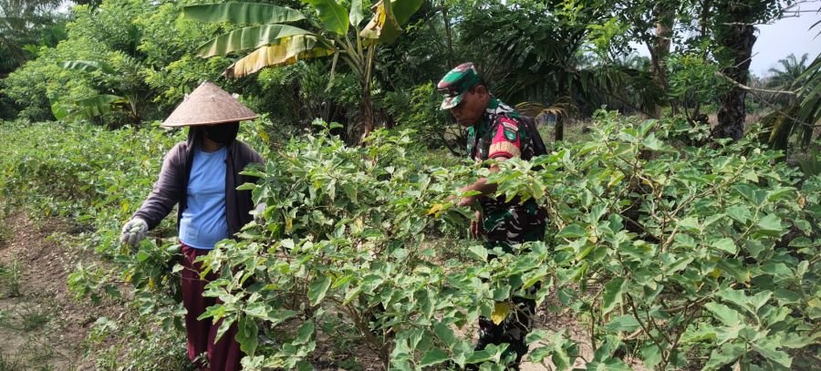DATANGI PETANI SAYUR, BABINSA BANTU IKUT PANEN SEKALIGUS BERIKAN MOTIVASI TERHADAP PETANI