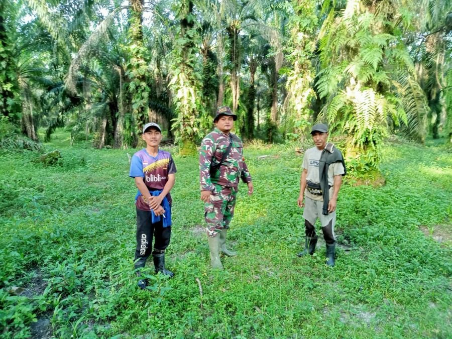 Desa Binaan Aman, Babinsa Koramil 09/Kemuning Rutin Patroli Tapal Batas dan Edukasi Karhutla