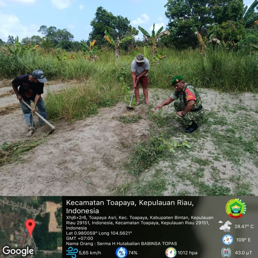 Dukung Hasil Panen, Babinsa Toapaya Asri Tinjau Langsung Aktivitas Petani di Wilayah Binaan.