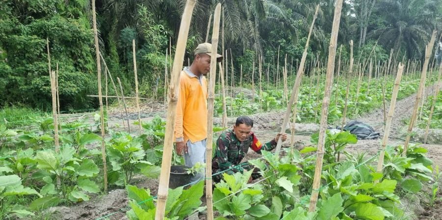Dukung Kebutuhan Pangan di Wilayah, Babinsa Koramil 16/Tapung Tinjau Kebun Terong Warga