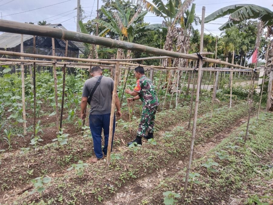 Dukung Ketahanan Pangan, Babinsa Bantu Petani Gambas di desa Binaan