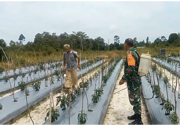 Babinsa Harapan Jaya Dampingi Petani Rawat Cabai, Ketahanan Pangan Diperkuat