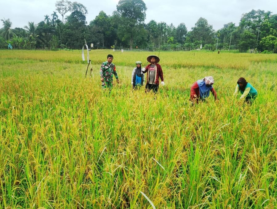Dukung Ketahanan Pangan, Babinsa Koramil 01/Bangkinang Serma S.E Saragih Dampingi Petani Padi di Des