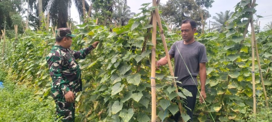 DUKUNG KETAHANAN PANGAN, BABINSA KORAMIL 05/RM TURUN LANGSUNG DAMPINGI PETANI DI BANGKO SEMPURNA