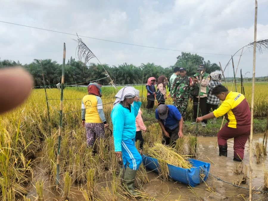 Dukung Ketahanan Pangan, Babinsa Koramil 03/Mandau Lakukan Ubinan Panen Padi di Titian Antui