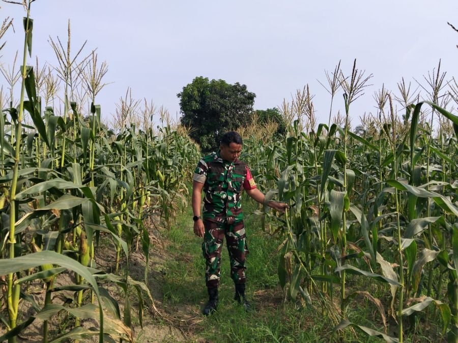 Dukung Ketahanan Pangan dan Lingkungan, Serda Zulkarnain Rawat Tanaman Jagung di Ecopark