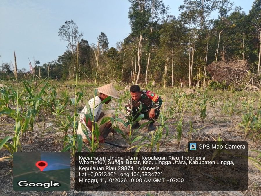 Dukung Ketahanan Pangan Desa, Babinsa Koramil 05/Daik Pantau Pertumbuhan Jagung Manis