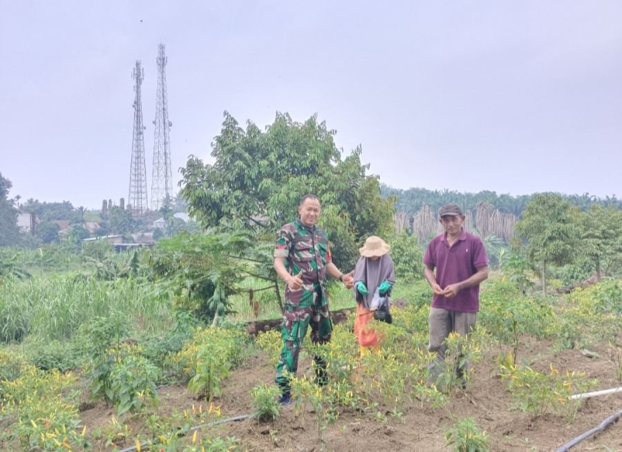 Dukung Ketahanan Pangan, Koptu Supriyanto Bantu Pendampingan Petani Cabai