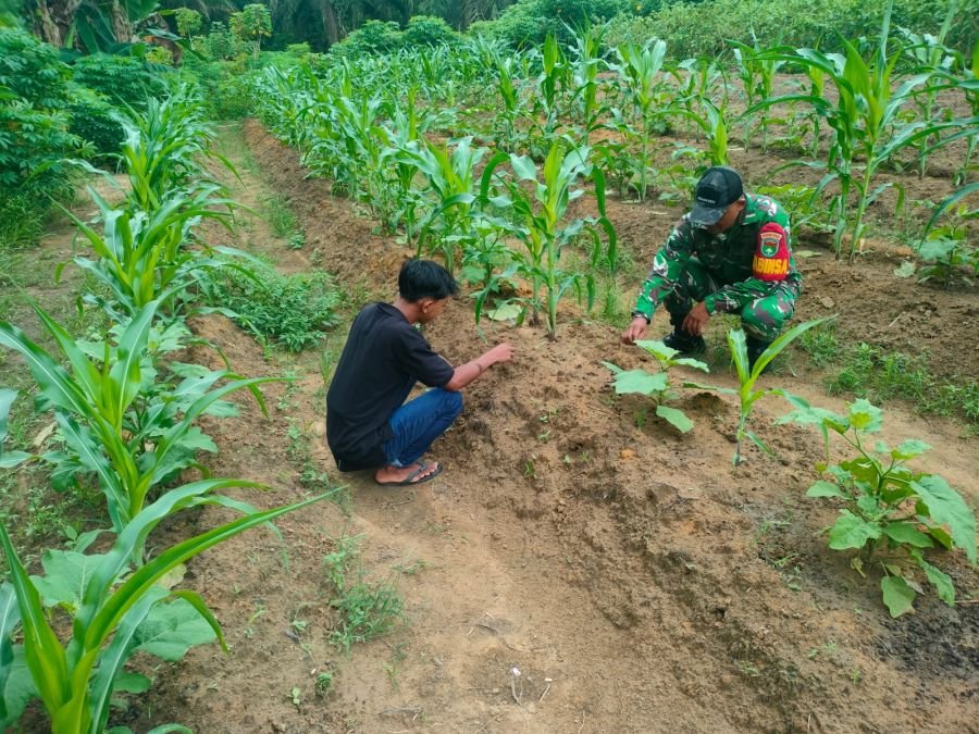 Dukung Ketahanan Pangan, Serda Bobi H Babinsa Koramil 05/RM Dampingi Petani Jagung di Bangko