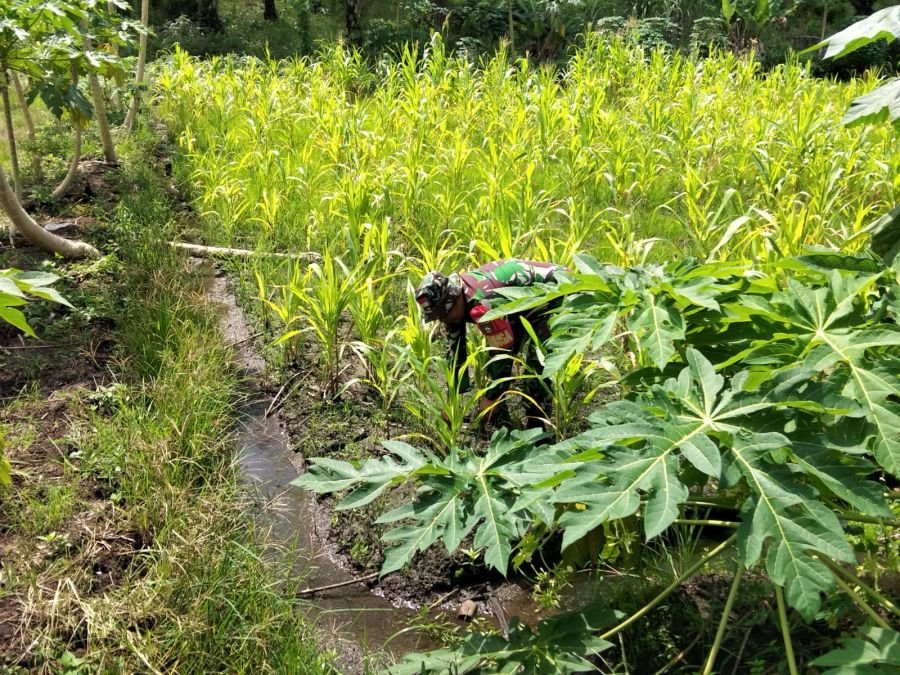 DUKUNG KETAHANAN PANGAN, SERDA ML SILABAN RAWAT TANAMAN DI ECOPARK SIMPANG BANGKO