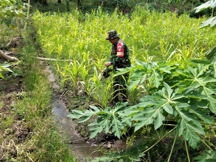 Dukung Ketahanan Pangan, Serda Ml. Silaban Rutin Rawat Tanaman di Ecopark Simpang Bangko