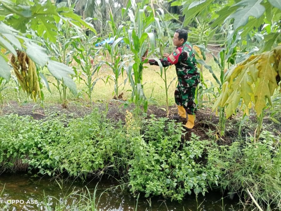 Dukung Ketahanan Pangan, Serda Z. Panjaitan Lakukan Perawatan Tanaman di Ecopark Simpang Bangko