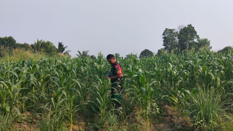 Dukung Ketahanan Pangan, Serda Zulkarnain Rawat Tanaman Jagung di Ecopark Simpang Bangko