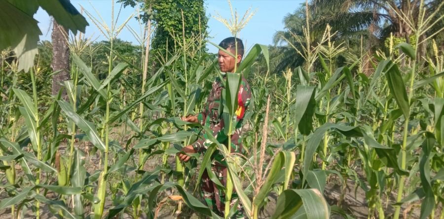 Dukung Ketahanan Pangan, Serka Handoko Babinsa Koramil 03/Mandau Rawat Tanaman di Ecopark