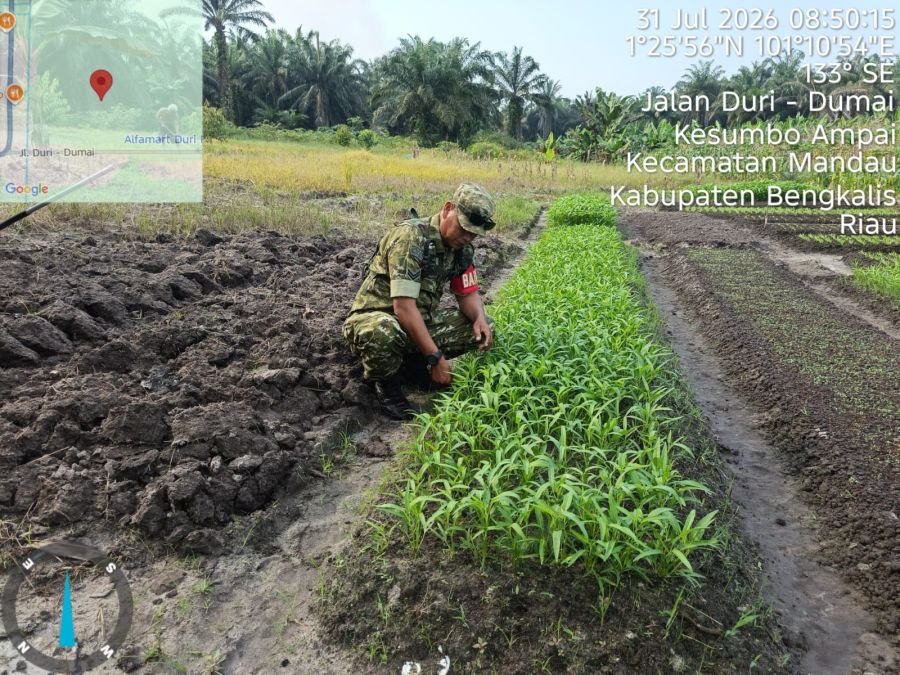 Dukung Ketahanan Pangan, Sertu Awaluddin Rawat Tanaman di Lokasi Ecopark Demplot Bathin Solapan