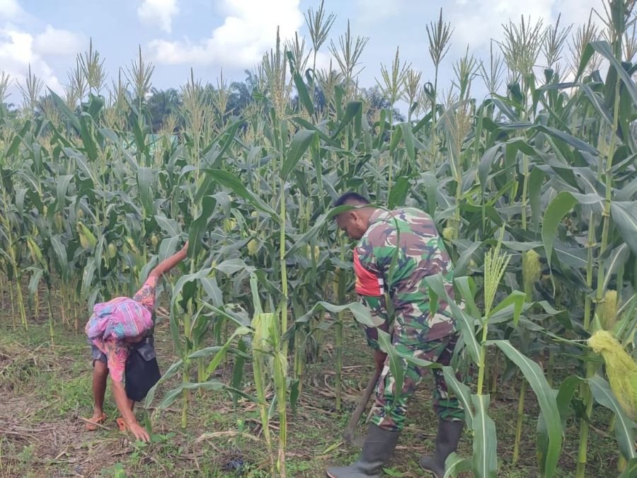 Dukung Ketahanan Pangan, Sertu Awaludin bersama Warga Merawat Jagung di Ecopark Simpang Bangko