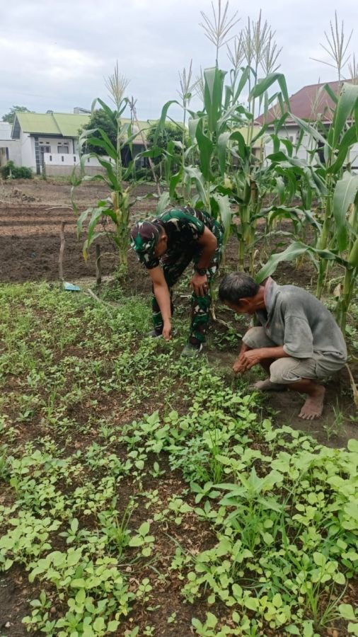 Dukung Ketahanan Pangan, Sertu Edi Nasri Laksanakan Penanaman Bibit Sayuran Bersama Petani