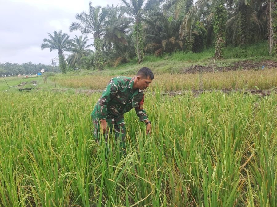 Dukung Ketahanan Pangan, Sertu Joni Rafdal Rawat Tanaman Padi di Ecopark Simpang Bangko