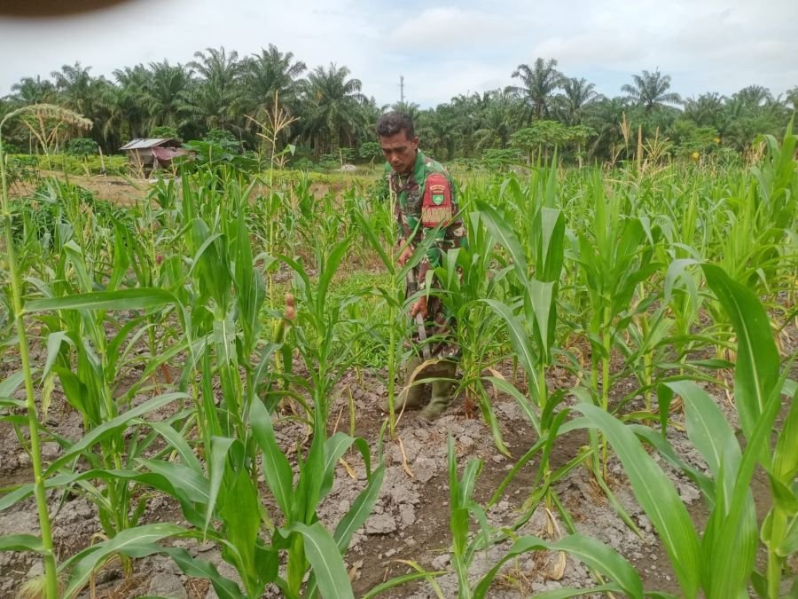 Dukung Ketahanan Pangan, Sertu Sutiman Rawat Tanaman Jagung di Demplot Posramil Bathin Solapan