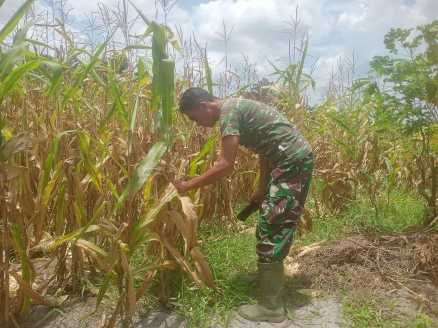 Dukung Ketahanan Pangan, Sertu Sutiman Lakukan Pemeliharaan Tanaman di Demplot Posramil