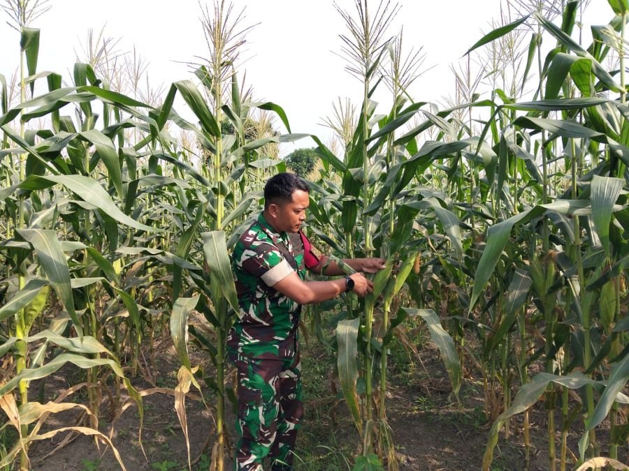 DUKUNG LINGKUNGAN DAN PANGAN, SERDA ZULKARNAIN RAWAT TANAMAN DI ECOPARK SIMPANG BANGKO