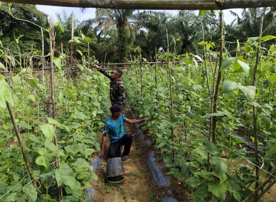 Dukung Pangan Lokal, Babinsa Koramil 05/Rimba Melintang Dampingi Petani Sayur.