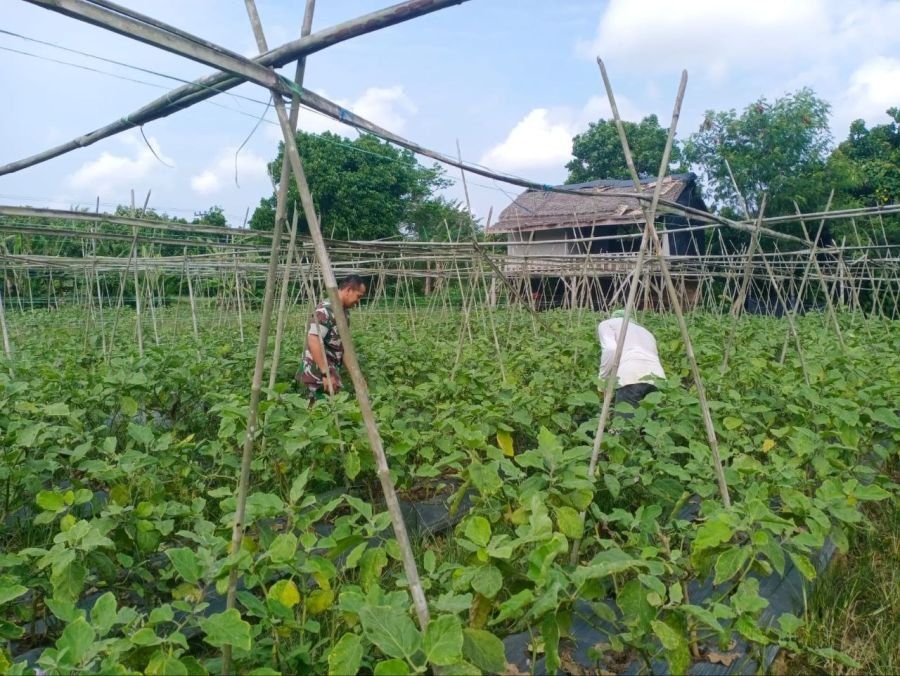 Dukung Pertanian Di Wilayah Binaan, Babinsa Koramil 01/Rengat Komsos Dengan Petani Terong