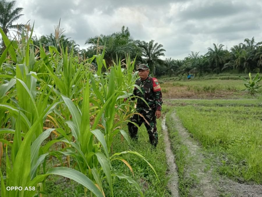 Dukung Pertanian Lokal, Serda Z Panjaitan Pantau Pertumbuhan Tanaman Jagung di Ecopark