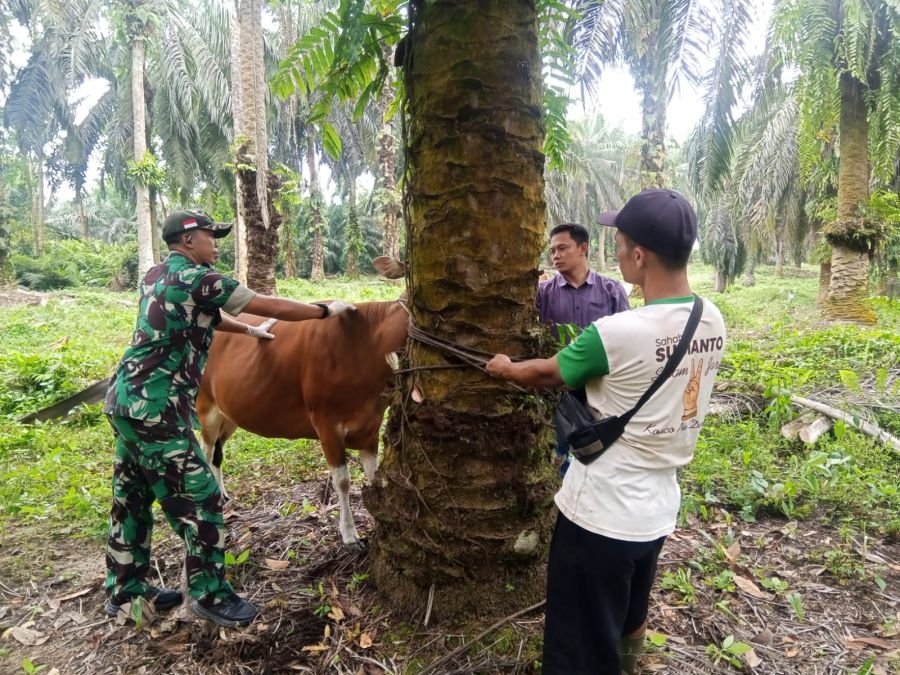 Gencarkan Pencegahan Penyakit Ternak, Babinsa Koramil 01/Siak Dampingi Tim URC PMK