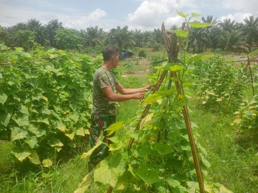 Hanpangan untuk Masa depan yang Terang ,Serka Sutiman babinsa Mil03/mandau