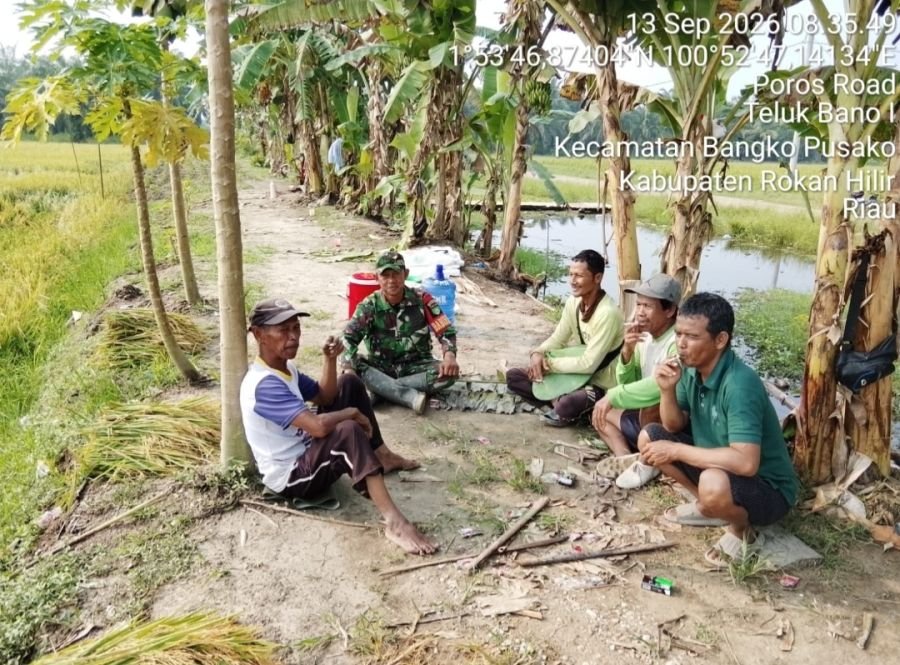 Harga Gabah Tembus Rp7.000/Kg, Babinsa Koramil 01/Bangko Sebut Petani Rokan Baru Pesisir Sumringah