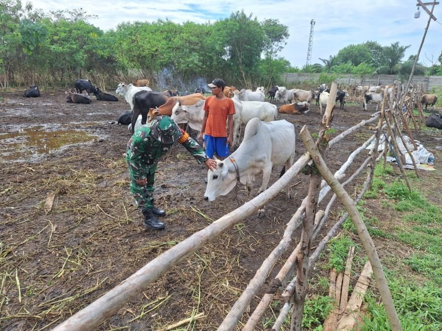 *Hasilkan Daging yang Berkualitas, Babinsa Koramil 06 Siak Hulu Komsos dengan Peternak Sapi*