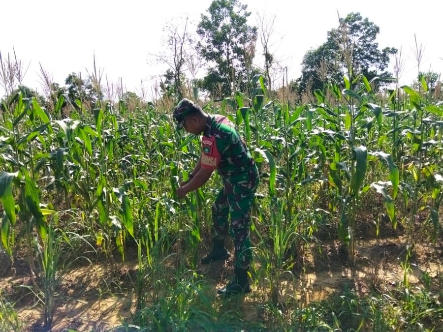 Jaga Keasrian Lingkungan, Serda Zulkarnain Rawat Taman di Ecopark Simpang Bangko